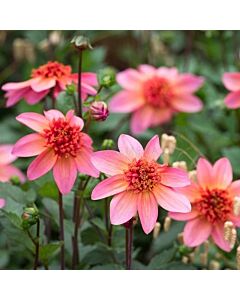 Далия ниска/ Dahlia Totally Tangerine / 1 корен