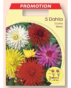 Далия кактус микс / Dahlia cactus mixed / 1 оп ( 5 бр )	