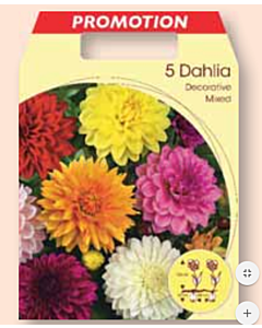 Далия декоративна микс / Dahlia decorative mixed / 1 оп ( 5 бр ) 	