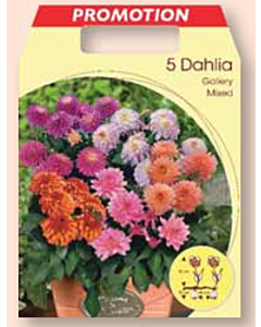 Далия Галери микс / Dahlia gallery mixed / 1 оп ( 5 бр )