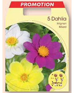 Далия Мигнон микс / Dahlia mignon gemengd микс / 1 оп ( 5 бр )