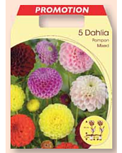 Далия помпон микс / Dahlia pompon gemengd / 1 оп ( 5 бр )