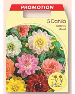 Далия водна лилия микс /Dahlia waterlily mixed / 1 оп ( 5 бр )