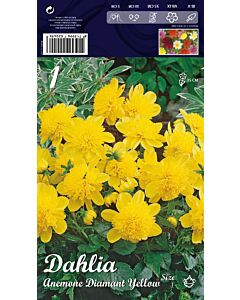 Далия Anemone Diamant Yellow (ниска) 