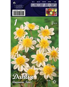 Далия Anemone Toto (ниска)