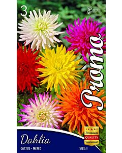 Далия Cactus Mix (5 корена) 