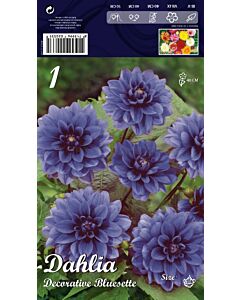 Далия Decorative Bluesette (ниска)