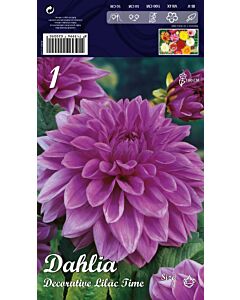 Далия Decorative Lilac Time