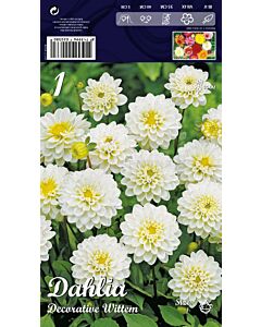 Далия Decorative Wittem (ниска)
