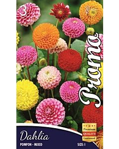 Далия Pompon Микс