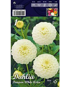 Далия Pompon White Aster 