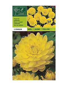 далия Yellow