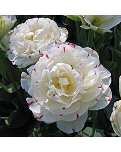Лале /Tulip Danceline/ 1 бр