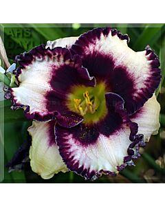 Хемерокалис Музика / Hemerocallis Border music / 1 бр