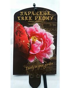 Дървовиден божур Yaezakura Lichtrose -Светлорозов