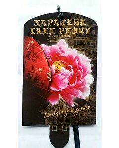 Дървовиден божур Kao Donkerrose - Тъмнорозов 