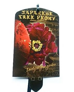 Дървовиден божур Ko-kamon Maroon Zwart - Тъмно виолетов