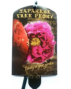 Дървовиден божур Shimadijin  Paars - Виолетов