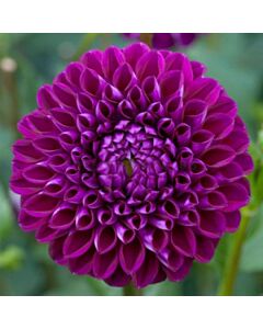 Далия Boom Boom Purple - 1 корен