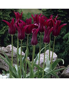Лале Burgundy 1 бр
