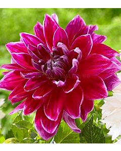 далия (Dahlia) Decorative 'Dinnerplate' Mero Star 