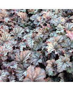 Хойхера / Heuchera Mars / 1 бр 				 