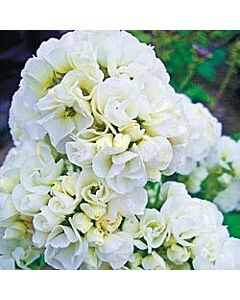 Флокс / Phlox Double White / 1бр 			
