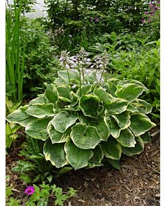 Хоста - Hosta Christmas Tree - 1 бр				
