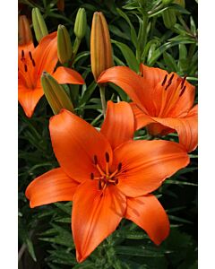 Лилиум  /Lilium asiatic 'Brunello' / 1 бр