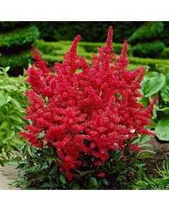 НОВО! Астилбе Фанал/ ASTILBE FANAL/
