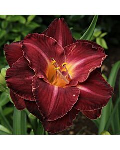 Хемерокалис /HEMEROCALLIS BURGUNDY LOVE/ 1 бр