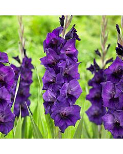 Гладиол /Gladiolus 'Performer' /1 бр