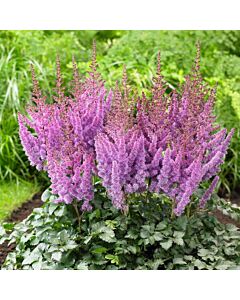 НОВО! Астилбе Аметист /ASTILBE AMETHYST/