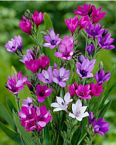 Бабиана стрикта / Babiana stricta mix /