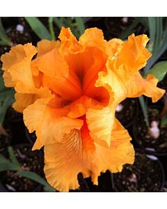 Ирис /iris germanica orange/ 1 бр