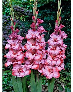 Гладиол Тед/Gladiolus 'Ted's Trump'/