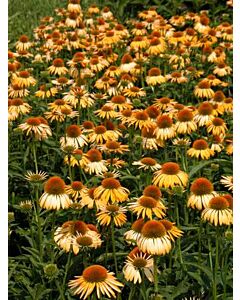 Ехинацея / Echinacea Harvest Moon / 1 бр