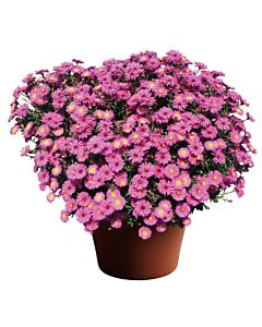 Астра /Aster Novi-Belgii Dark Pink/ 1 коренище