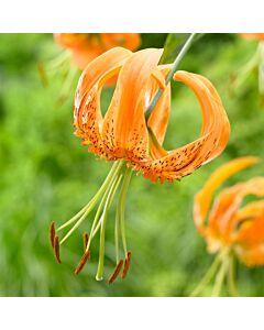 Лилиум  / Lilium species 'Henryii' / 1 бр