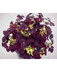 Оксалис /Oxalis rubra/ 