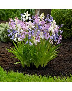 Лъжезюмбюл /Hyacinthoides Hispanica Mixed/ 1 бр