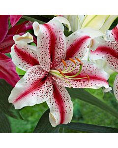 Лилиум ориенталски бял с червени точки - Lilium oriental  white, red spot 14/16 
