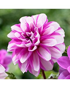 Далия розово-бяла / Dahlia Priceless Pink / 1 коренище