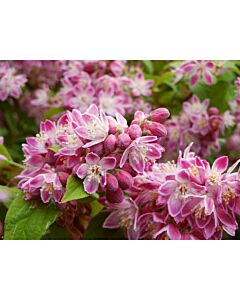 Дойция (Deutzia Hybrida Strawberry Fields)-розова