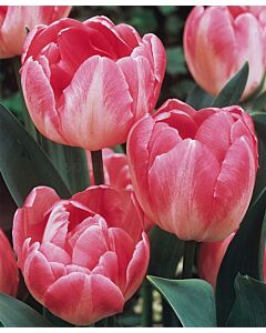 Лале /Tulip Upstar/ 1 бр