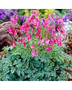 Дамско сърце / DICENTRA KING OF HEARTS/ 1 бр