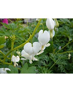 Дамско сърце Spectabilis Alba / 1 бр