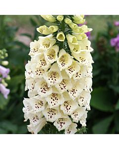 Напръстник - Digitalis Camelot Cream - 1 бр