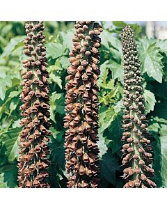 Напръстник /Digitalis Milk Chocolata/ 1 бр