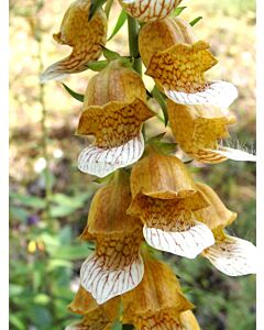 Напръстник - Digitalis Laevigata-1 бр